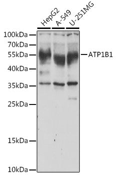 ATP1B1 Rabbit pAb