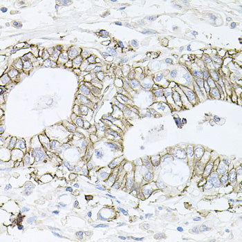 ATP1B1 Rabbit pAb