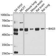BAG5 Rabbit pAb