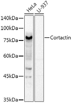 Cortactin Rabbit pAb
