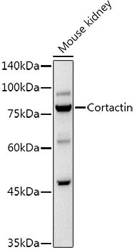 Cortactin Rabbit pAb