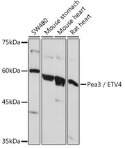 Pea3 / ETV4 Rabbit pAb