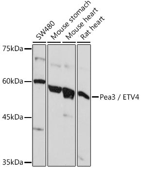 Pea3 / ETV4 Rabbit pAb