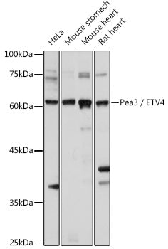 Pea3 / ETV4 Rabbit pAb