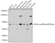 PP2A-Aα/PR65α/PPP2R1A Rabbit pAb