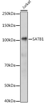 SATB1 Rabbit pAb