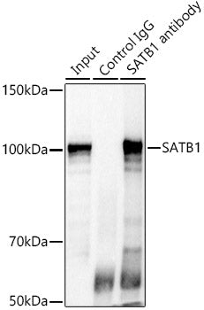 SATB1 Rabbit pAb