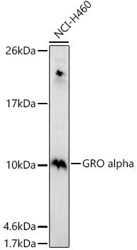 GRO alpha Rabbit pAb