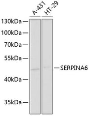 SERPINA6 Rabbit pAb