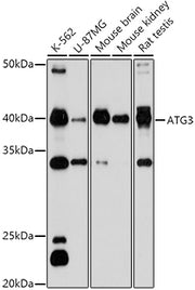 ATG3 Rabbit pAb
