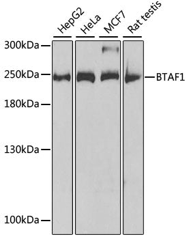 BTAF1 Rabbit pAb
