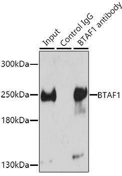 BTAF1 Rabbit pAb