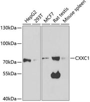 CXXC1 Rabbit pAb