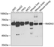 PTPIP51/RMDN3 Rabbit pAb