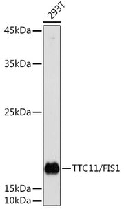 TTC11/FIS1 Rabbit pAb