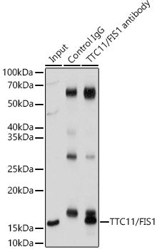TTC11/FIS1 Rabbit pAb