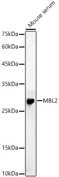 MBL2 Rabbit pAb