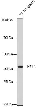 NEIL1 Rabbit pAb