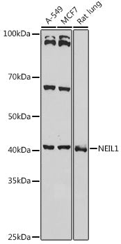 NEIL1 Rabbit pAb