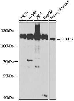 [KO Validated] Lsh/HELLS Rabbit pAb