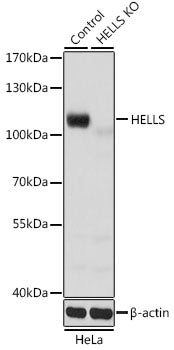 [KO Validated] Lsh/HELLS Rabbit pAb