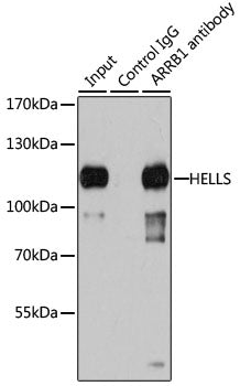 [KO Validated] Lsh/HELLS Rabbit pAb