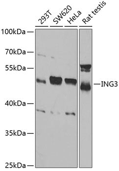 ING3 Rabbit pAb
