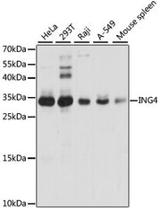 ING4 Rabbit pAb