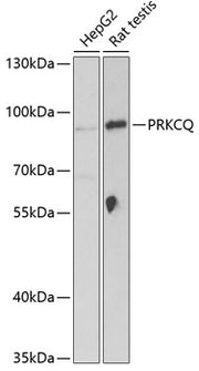 PRKCQ Rabbit pAb