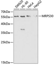 MRPS30 Rabbit pAb
