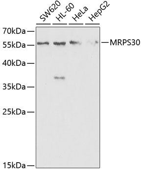 MRPS30 Rabbit pAb