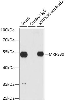 MRPS30 Rabbit pAb