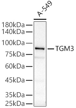 TGM3 Rabbit pAb