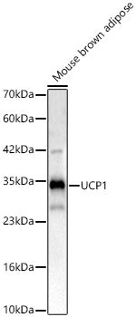 UCP1 Rabbit pAb