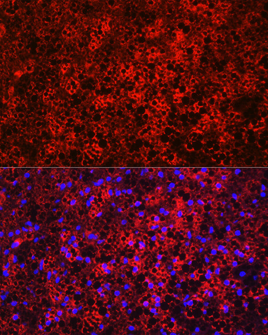 UCP1 Rabbit pAb