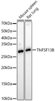 TNFSF13B Rabbit pAb