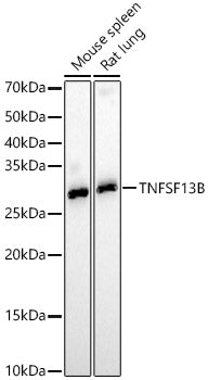 TNFSF13B Rabbit pAb