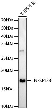 TNFSF13B Rabbit pAb