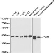 TWF2 Rabbit pAb