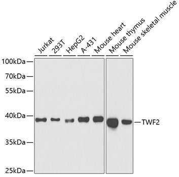 TWF2 Rabbit pAb