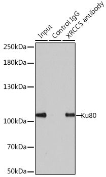 Ku80 Rabbit pAb
