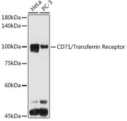 CD71/Transferrin Receptor Rabbit pAb