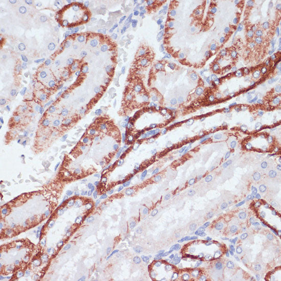 CD71/Transferrin Receptor Rabbit pAb