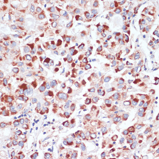 CD71/Transferrin Receptor Rabbit pAb