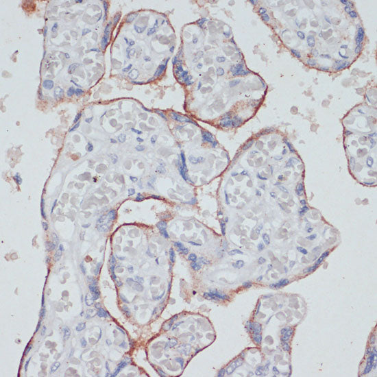 CD71/Transferrin Receptor Rabbit pAb