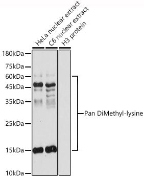 Pan DiMethyl-lysine Rabbit pAb