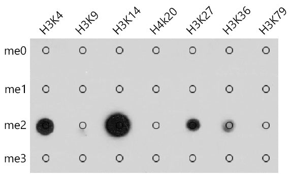 Pan DiMethyl-lysine Rabbit pAb