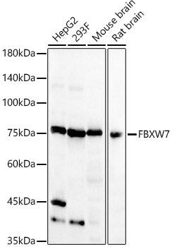 FBXW7 Rabbit pAb