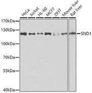 [KO Validated] SND1 Rabbit pAb