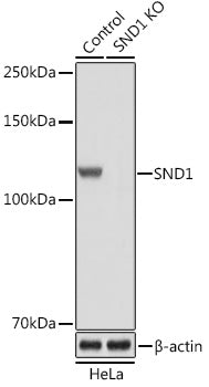 [KO Validated] SND1 Rabbit pAb